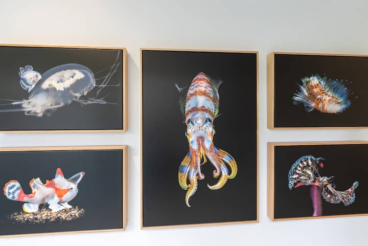Five photographs of marine creatures on black backgrounds, including "Disco Squid".